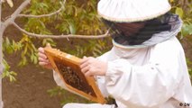 'Bee queen' dons a disguise to flout Taliban work rules