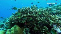 Bima Suci Masuki Gerbang Benua Australia, Lewati Great Berrier Reef | Bima Suci