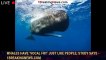 Whales have ‘vocal fry’ just like people, study says - 1breakingnews.com