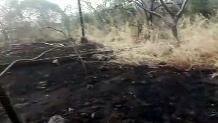 नेहरू नगर के पास आईआईएफ के जंगलों में लगी आग