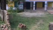 कुशीनगर: प्राथमिक विद्यालय परिसर की नहीं हुई चारदीवारी, आवारा पशु पहुंचा रहे नुकसान