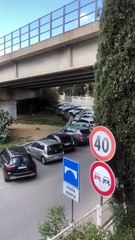 Catanzaro, cinghiali nei pressi di scuole e strade trafficate. E la gente ha paura