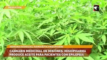 Cannabis medicinal en Misiones: misiopharma produce aceite para pacientes con epilepsia