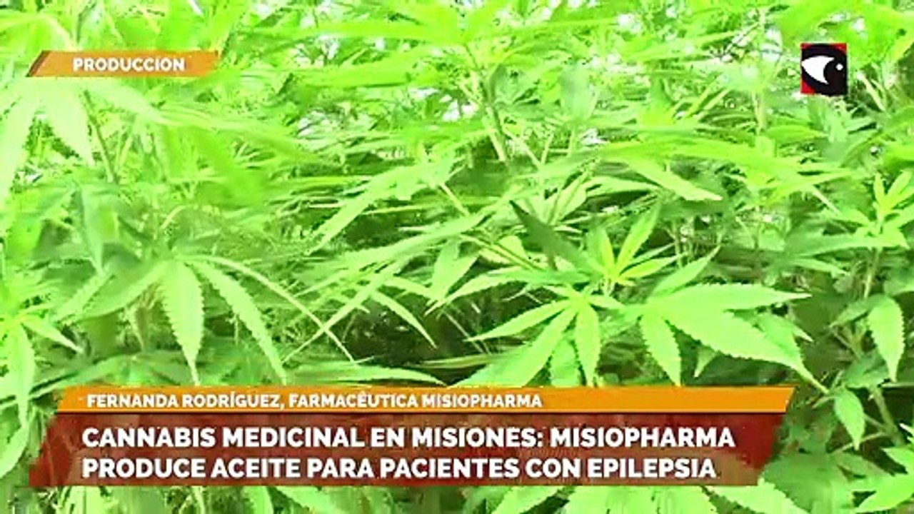 Cannabis medicinal en Misiones: misiopharma produce aceite para pacientes con epilepsia