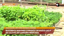 Biofábrica Misiones comienza un nuevo ciclo de cultivo de cannabis medicinal