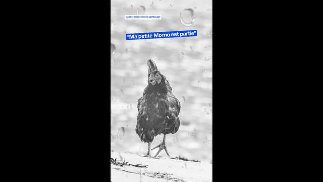 Sans toi je serais devenu fou : les adieux du navigateur Guirec Soudée à sa poule Monique