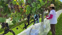 Mais de 12 mil pessoas em festival que celebra colheita da uva e a produção de vinhos de SC