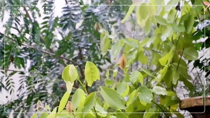 Our Little Paradise: One Rainy Morning