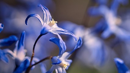 Ultimate Guide to Planting & Growing Threadleaf Bluestar 🌸