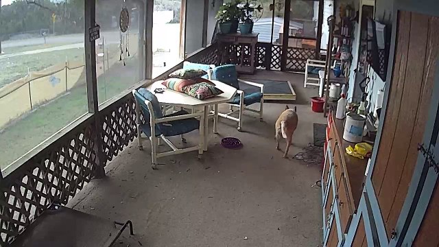 Security Camera Captures Puppy's Bad Day