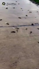 5236992044541451389_play.mp4_logo_US