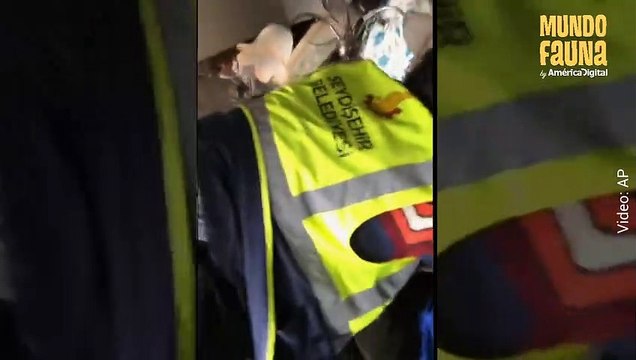 Aleks, el perrito que fue rescatado tras sobrevivir 22 días atrapado bajo los escombros del terremoto de Turquía