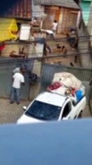 Download Video: Polícia Civil resgata 55 cães que eram agredidos a pauladas; tutora foi presa