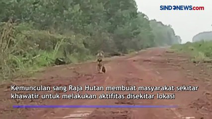 Warga Jambi Digegerkan Kemunculan Harimau Sumatera di Jalanan, Begini Kondisinya