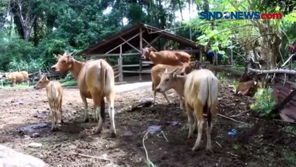 Belasan Sapi Mati Terkena Wabah PMK di Aceh