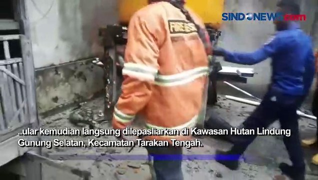 Ular Piton Raksasa Dievakuasi Saat Mangsa Ayam Ternak Milik Warga di Tarakan