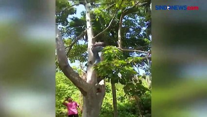 Petani di Aceh Selatan Diterkam Harimau