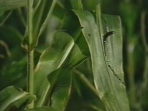 Chapotiron et bottes de foin (extr Psycho Scarecrow)