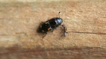 Tiny Ant Attacks Four-Spotted Sap Beetle But to No Avail