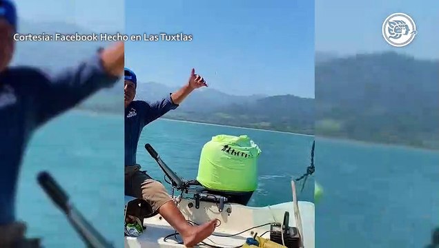 ¡Delfines a la vista! Captan a 17 frente a playas de Jicacal