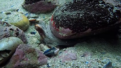 My Octopus Teacher (2020) – An Unforgettable Underwater Journey 🐙