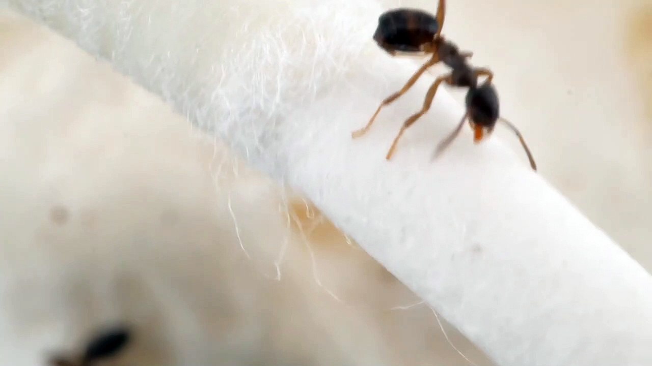 Tiny Ant Gets Leg Stuck to itself and Asks for Help-Surgery Performed