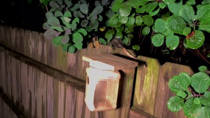 Possum Can't Play Possum When it's Stuck on the Fence