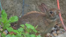 Wild Bunny Rabbit Tries Unplugging Extension Cord by Jumping With it in its Mouth