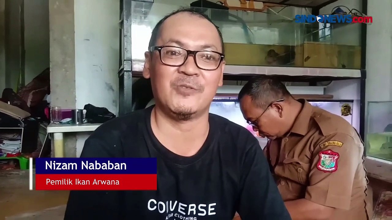 Viral, Makan Ikan 'Sultan' Arwana Super Red Rp1...