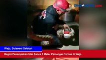 Begini Penampakan Ular Sanca 5 Meter Pemangsa Ternak di Wajo