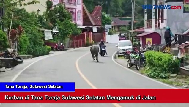 Kerbau di Tana Toraja Sulawesi Selatan Mengamuk di Jalan