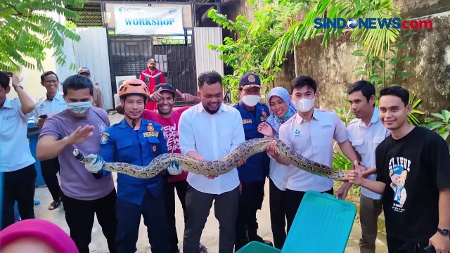Tegang, Warga dan Petugas Damkar Evakuasi Ular Piton Raksasa