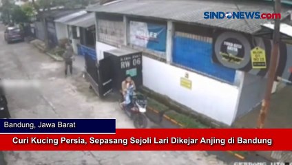 Download Video: Curi Kucing Persia, Sepasang Sejoli Lari Dikejar Anjing di Bandung