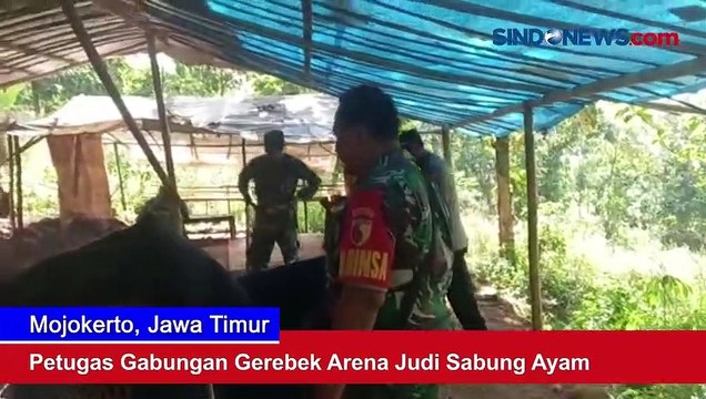 Petugas Gabungan Gerebek Arena Judi Sabung Ayam di Mojokerto Jatim