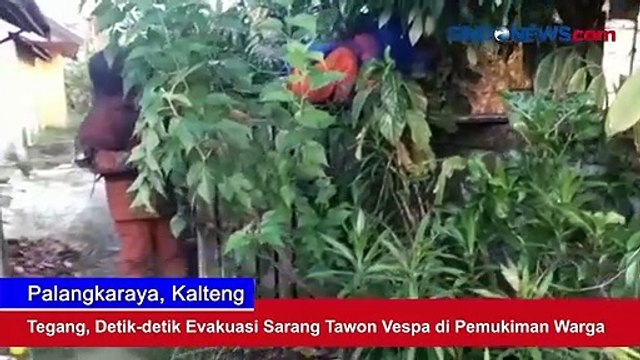 Tegang, Detik-Detik Evakuasi Sarang Tawon Vespa di Pemukiman Warga Palangka Raya