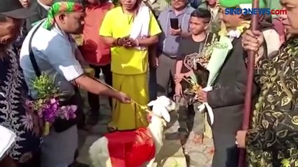 Pascaviral, MUI Gresik Segera Panggil Warga yang Menikah dengan Kambing