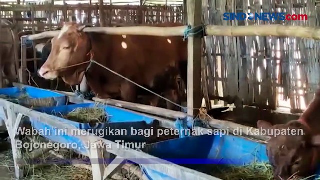 Dampak Wabah PMK Jelang Idul Adha, Peternak Sapi Merugi