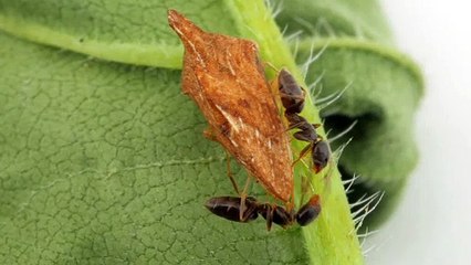 Tiny Ants Eat Honeydew From Keeled Treehopper (Entylia carinata)