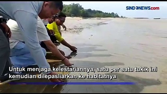 Ratusan Tukik di Kepulauan Bangka Belitung Dilepasliarkan