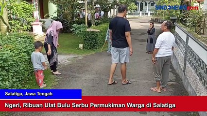 Ngeri, Ribuan Ulat Bulu Serbu Permukiman Warga di Salatiga