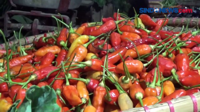 Harga Cabai Meroket Hampir Sama dengan Harga Daging Sapi