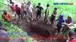 Puluhan Sapi Mati di Ponorogo, Warga Buat Kuburan Massal
