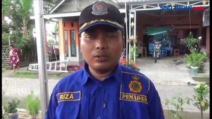 Download Video: Duh! Evakuasi Sarang Tawon Vespa di Jombang, Petugas Disengat