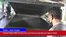 Dampak Wabah PMK, Pasokan Susu dari Peternak Sapi Merosot Tajam di Klaten