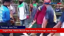 Cegah Pmk, Vaksin Massal Sapi Sehat di Ponorogo, Jawa Timur