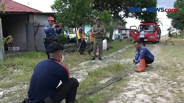 Usai Mangsa Hewan Ternak Warga, Ular Piton Dievakuasi Petugas di Palangka Raya