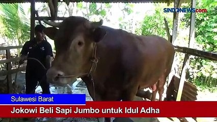 Presiden Jokowi Beli Sapi Jumbo untuk Idul Adha