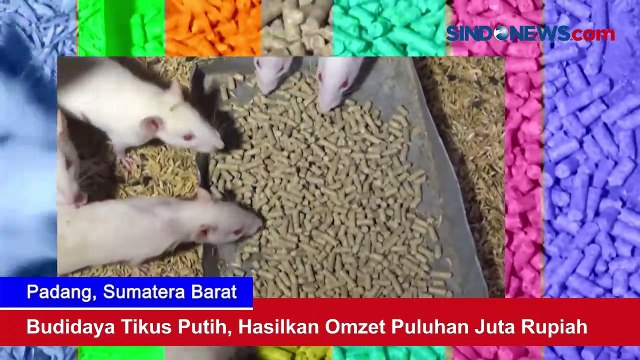 Budidaya Tikus Putih, Hasilkan Omzet Puluhan Juta Rupiah di Padang