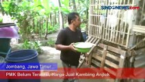 PMK Belum Teratasi, Harga Jual Kambing Anjlok di Jombang Jatim