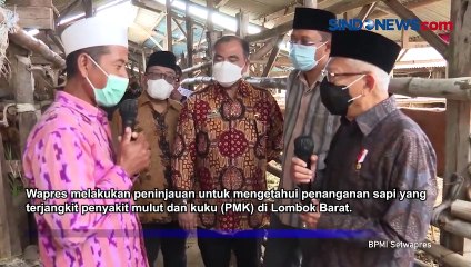 Tinjau Ternak Sapi, Wapres Apresiasi Kerja Sama Semua Pihak Berantas PMK di NTB